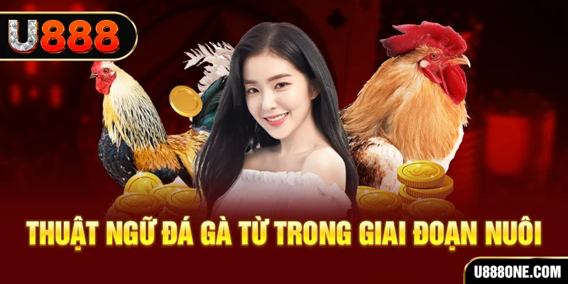 51live xổ số miền bắc 90 ngày